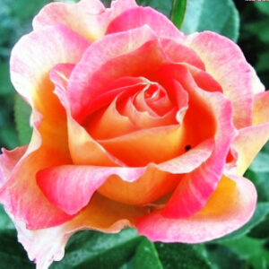 Роза Поль Сезан купить по цене от 400.00р. в интернет-магазине «Посадика» с доставкой почтой в в Киришие и по всей России – [изображение №1].