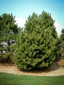 Сосна Чёрная (Pinus Nigra) купить по цене от 270.00р. в интернет-магазине «Посадика» с доставкой почтой в в Киришие и по всей России – [изображение №1].