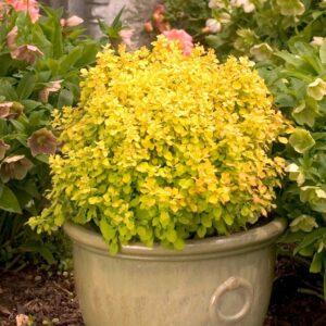 Барбарис тунберга “Голдалита” купить по цене от 320.00р. в интернет-магазине «Посадика» с доставкой почтой в в Киришие и по всей России – [изображение №1].