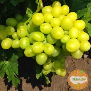 Виноград Аркадия купить по цене от 310р. в интернет-магазине «Посадика» с доставкой почтой в в Киришие и по всей России – [изображение №1].
