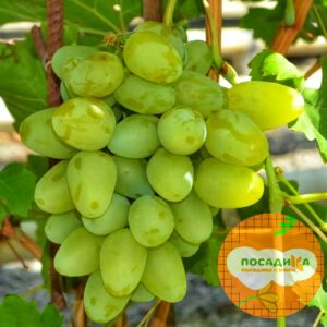 Виноград Монарх купить по цене от 310р. в интернет-магазине «Посадика» с доставкой почтой в в Киришие и по всей России – [изображение №1].