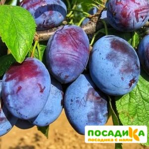 Слива Чачакская ранняя купить по цене от 229.00р. в интернет-магазине «Посадика» с доставкой почтой в в Киришие и по всей России – [изображение №1].