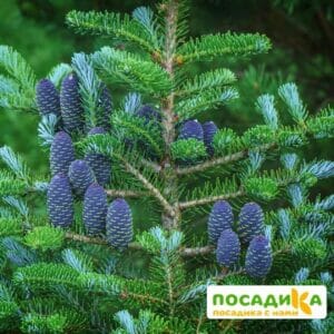 Пихта корейская (Abies koreana) купить по цене от 450.00р. в интернет-магазине «Посадика» с доставкой почтой в в Киришие и по всей России – [изображение №1].