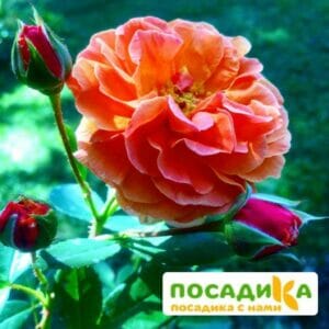 Роза Арабия купить по цене от 350.00р. в интернет-магазине «Посадика» с доставкой почтой в в Киришие и по всей России – [изображение №1].