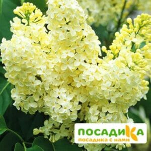 Сирень Примроуз (Primrose) купить по цене от 529.00р. в интернет-магазине «Посадика» с доставкой почтой в в Киришие и по всей России – [изображение №1].