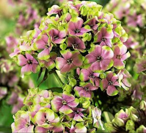 Флокс метельчатый Старберст купить по цене от 369р. в интернет-магазине «Посадика» с доставкой почтой в в Киришие и по всей России – [изображение №1].