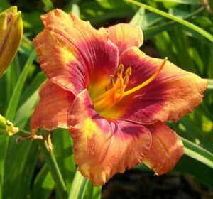 Лилейник Строберри Кэнди купить по цене от 529р. в интернет-магазине «Посадика» с доставкой почтой в в Киришие и по всей России – [изображение №1].