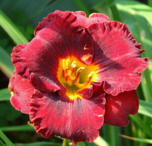 Лилейник Литл Ред Вагон / Lil’Red Wagon купить по цене от 549р. в интернет-магазине «Посадика» с доставкой почтой в в Киришие и по всей России – [изображение №1].