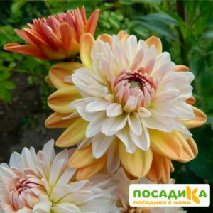 Георгина Коуп де Солейл (декоративная) купить по цене от 400р. в интернет-магазине «Посадика» с доставкой почтой в в Киришие и по всей России – [изображение №1].