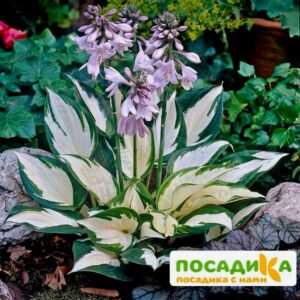 Хоста Файер энд Айс купить по цене от 385р. в интернет-магазине «Посадика» с доставкой почтой в в Киришие и по всей России – [изображение №1].