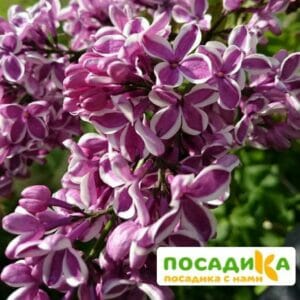 Сирень Сенсация купить по цене от 529.00р. в интернет-магазине «Посадика» с доставкой почтой в в Киришие и по всей России – [изображение №1].