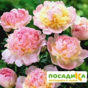 Пион Распберри Сандей (Paeonia Raspberry Sundae) купить по цене от 959р. в интернет-магазине «Посадика» с доставкой почтой в в Киришие и по всей России – [изображение №1].