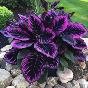 Хоста Люминоза купить по цене от 450р. в интернет-магазине «Посадика» с доставкой почтой в в Киришие и по всей России – [изображение №1].