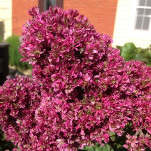 Флокс Филингс купить по цене от 329р. в интернет-магазине «Посадика» с доставкой почтой в в Киришие и по всей России – [изображение №1].