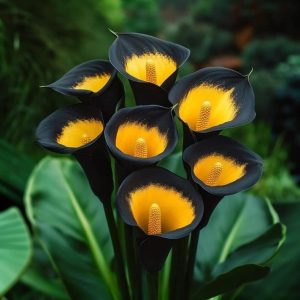 Калла Легато купить по цене от 620р. в интернет-магазине «Посадика» с доставкой почтой в в Киришие и по всей России – [изображение №1].