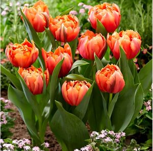 Тюльпан Гудошник Дабл купить по цене от 185р. в интернет-магазине «Посадика» с доставкой почтой в в Киришие и по всей России – [изображение №1].