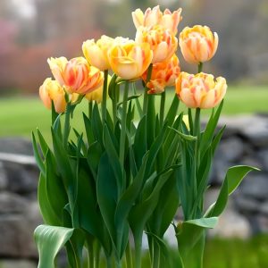 Тюльпан Верона Санрайз купить по цене от 280р. в интернет-магазине «Посадика» с доставкой почтой в в Киришие и по всей России – [изображение №1].