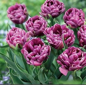 Тюльпан Айс Крим купить по цене от 430р. в интернет-магазине «Посадика» с доставкой почтой в в Киришие и по всей России – [изображение №1].