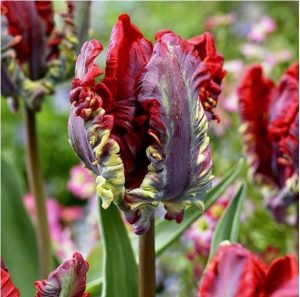 Тюльпан Рококо купить по цене от 350р. в интернет-магазине «Посадика» с доставкой почтой в в Киришие и по всей России – [изображение №1].