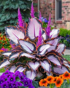 Хоста Кримэн Дрим купить по цене от 549р. в интернет-магазине «Посадика» с доставкой почтой в в Киришие и по всей России – [изображение №1].