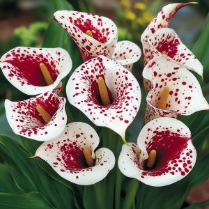 Калла Эмпайр купить по цене от 302р. в интернет-магазине «Посадика» с доставкой почтой в в Киришие и по всей России – [изображение №1].