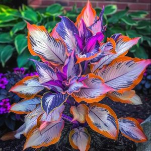 Хоста Эмеральд Тиара купить по цене от 602р. в интернет-магазине «Посадика» с доставкой почтой в в Киришие и по всей России – [изображение №1].