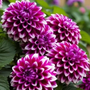 Георгин Кристал Корт купить по цене от 602р. в интернет-магазине «Посадика» с доставкой почтой в в Киришие и по всей России – [изображение №1].