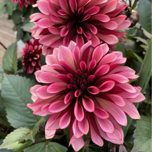 Георгин Перли Сансет купить по цене от 309р. в интернет-магазине «Посадика» с доставкой почтой в в Киришие и по всей России – [изображение №1].