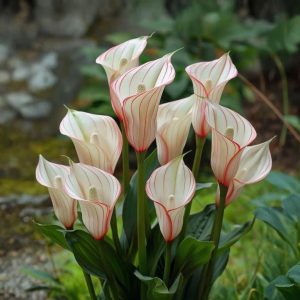 Калла Глейшер купить по цене от 299р. в интернет-магазине «Посадика» с доставкой почтой в в Киришие и по всей России – [изображение №1].