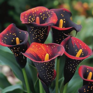 Калла Нуар купить по цене от 299р. в интернет-магазине «Посадика» с доставкой почтой в в Киришие и по всей России – [изображение №1].