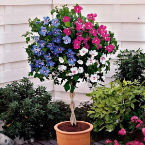 Гибискус-Дерево Триколор купить по цене от 289р. в интернет-магазине «Посадика» с доставкой почтой в в Киришие и по всей России – [изображение №1].