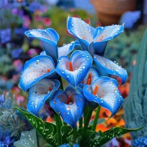 Калла Портрейт купить по цене от 292р. в интернет-магазине «Посадика» с доставкой почтой в в Киришие и по всей России – [изображение №1].