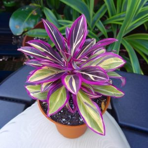 Хоста Сильвер Стик купить по цене от 650р. в интернет-магазине «Посадика» с доставкой почтой в в Киришие и по всей России – [изображение №1].