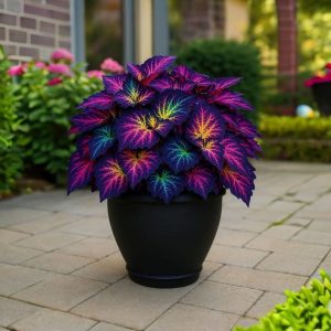 Хоста Фрости Блю купить по цене от 389р. в интернет-магазине «Посадика» с доставкой почтой в в Киришие и по всей России – [изображение №1].