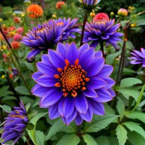 Георгин Лазурит купить по цене от 799р. в интернет-магазине «Посадика» с доставкой почтой в в Киришие и по всей России – [изображение №1].