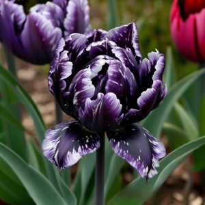 Тюльпан Индиго купить по цене от 600р. в интернет-магазине «Посадика» с доставкой почтой в в Киришие и по всей России – [изображение №1].