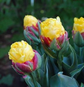 Тюльпан Айс Крим Банана купить по цене от 360р. в интернет-магазине «Посадика» с доставкой почтой в в Киришие и по всей России – [изображение №1].