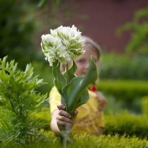 Тюльпан Супер Пэррот купить по цене от 360р. в интернет-магазине «Посадика» с доставкой почтой в в Киришие и по всей России – [изображение №1].