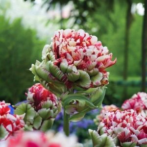 Тюльпан Дабл Флеминг Берд купить по цене от 249р. в интернет-магазине «Посадика» с доставкой почтой в в Киришие и по всей России – [изображение №1].