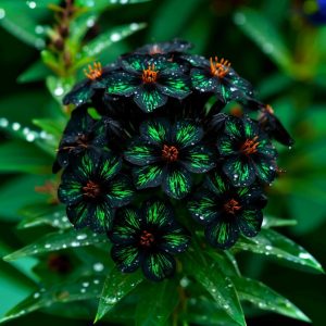 Флокс Ривьера купить по цене от 299р. в интернет-магазине «Посадика» с доставкой почтой в в Киришие и по всей России – [изображение №1].