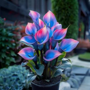 Калла Импрессия купить по цене от 590р. в интернет-магазине «Посадика» с доставкой почтой в в Киришие и по всей России – [изображение №1].