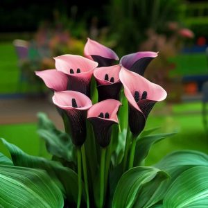 Калла Энигма купить по цене от 291р. в интернет-магазине «Посадика» с доставкой почтой в в Киришие и по всей России – [изображение №1].