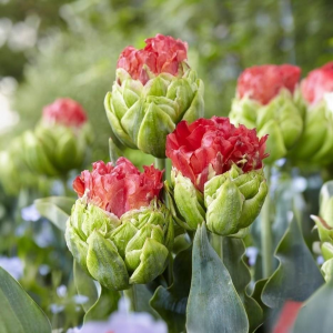 Тюльпан Бычий Глаз купить по цене от 275р. в интернет-магазине «Посадика» с доставкой почтой в в Киришие и по всей России – [изображение №1].