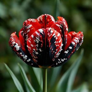 Тюльпан Вельвет Файер купить по цене от 394р. в интернет-магазине «Посадика» с доставкой почтой в в Киришие и по всей России – [изображение №1].