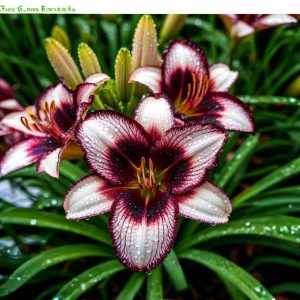 Лилейник Крим Сикл купить по цене от 799р. в интернет-магазине «Посадика» с доставкой почтой в в Киришие и по всей России – [изображение №1].