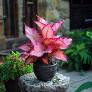 Хоста Розовая Симфония купить по цене от 800р. в интернет-магазине «Посадика» с доставкой почтой в в Киришие и по всей России – [изображение №1].