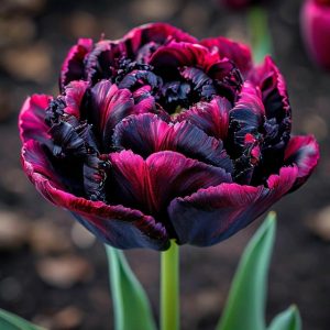 Тюльпан Фламинго купить по цене от 500р. в интернет-магазине «Посадика» с доставкой почтой в в Киришие и по всей России – [изображение №1].