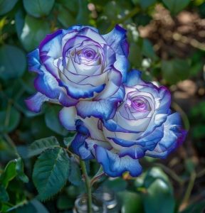 Роза Пэтолз Хоуп купить по цене от 333р. в интернет-магазине «Посадика» с доставкой почтой в в Киришие и по всей России – [изображение №1].