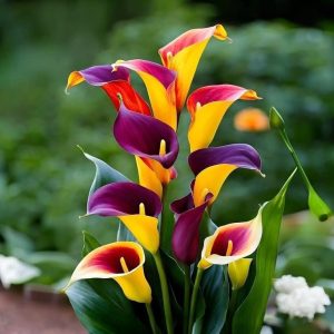 Калла Кристалл купить по цене от 450р. в интернет-магазине «Посадика» с доставкой почтой в в Киришие и по всей России – [изображение №1].