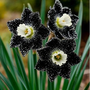 Нарцисс Кассата купить по цене от 372р. в интернет-магазине «Посадика» с доставкой почтой в в Киришие и по всей России – [изображение №1].